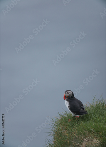 Atlantic Puffins bird or common Puffin on ocean blue background.Faroe islands. Norway most popular birds.  Fratercula arctica