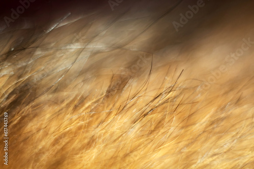 abstract background of fur, closeup of photo, soft focus, macro animal hair