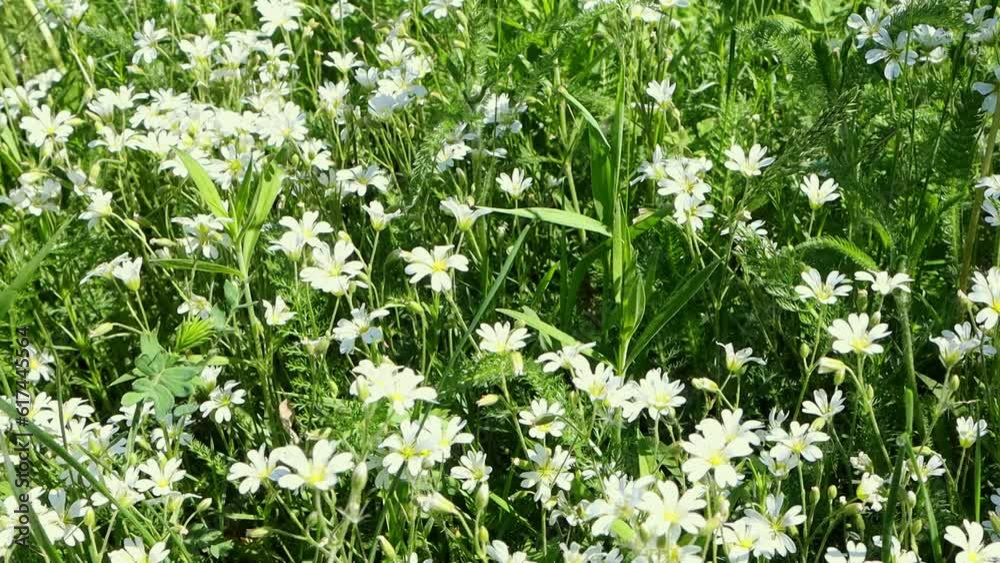 Glade with spring small wild white flowers Glade with spring small wild white flowers