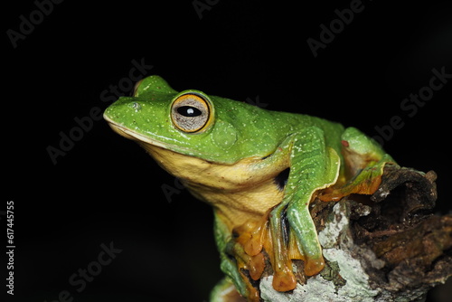 Black-webbed Tree Frog (Rhacophorus kio) in Meizi Lake Forest, Pu'er City, Yunnan.