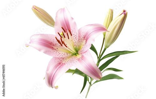 Beautiful pink lily flower isolated on white background. retro filter. vintage. flat, top view - 1