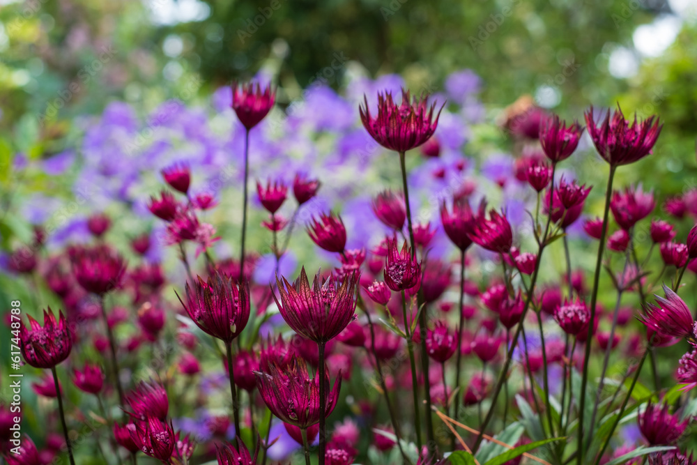 Maroon colour star-shaped astrantia masterwort flowers in foreground, with purple blue geraniums behind. Astrantia is a low maintenance, wildlife friendly perennial and is a good ground cover plant. Maroon colour star-shaped astrantia masterwort flowers in foreground, with purple blue geraniums behind. Astrantia is a low maintenance, wildlife friendly perennial and is a good ground cover plant.