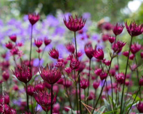 Maroon colour star-shaped astrantia masterwort flowers in foreground  with purple blue geraniums behind. Astrantia is a low maintenance  wildlife friendly perennial and is a good ground cover plant.