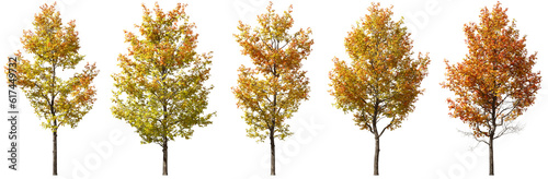 Autumnal large trees colors cutout transparent backgrounds 3d render png