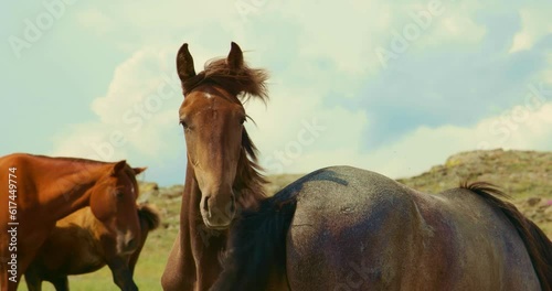 Graceful brown horse stallion looking at camera. Portrait close-up horse looking at camera. Herd of horses is grazing on rocky area.Beautiful landscape background, clouds sky. Mane fluttering in wind