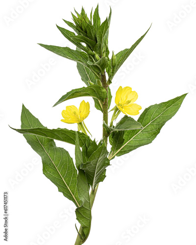 Oenothera biennis, common evening-primrose, evening star, sundrop, weedy evening primrose, German rampion, hog weed, King's cure-all and fever-plant. Isolated on white background photo