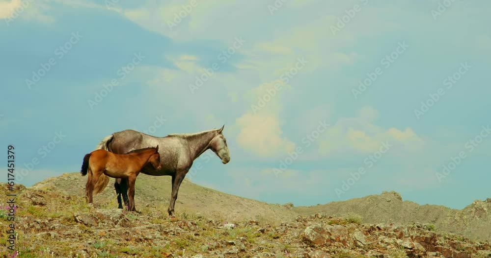 The horse and little baby young foal stands on steppe hill. Background scenic landscape, clouds sky. Horses standing of mountain peaks. The horse walking in mountain. Concept freedom wildlife animals The horse and little baby young foal stands on steppe hill. Background scenic landscape, clouds sky. Horses standing of mountain peaks. The horse walking in mountain. Concept freedom wildlife animals