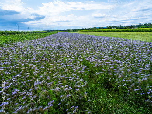 Fototapeta Naklejka Na Ścianę i Meble -  flower field in spring time
