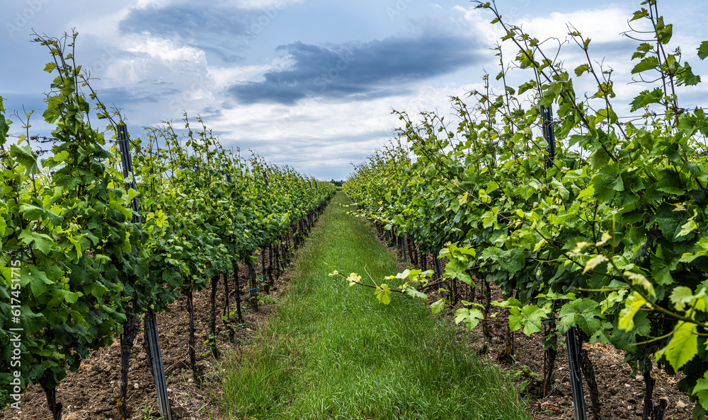 green vineyards landscape in summer time