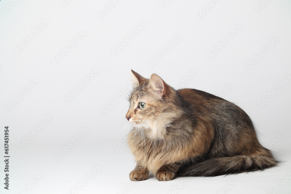 A beautiful brown cat is lying, long fur on a white background. Siberian cat. Green eyes. Fluffy paws.
