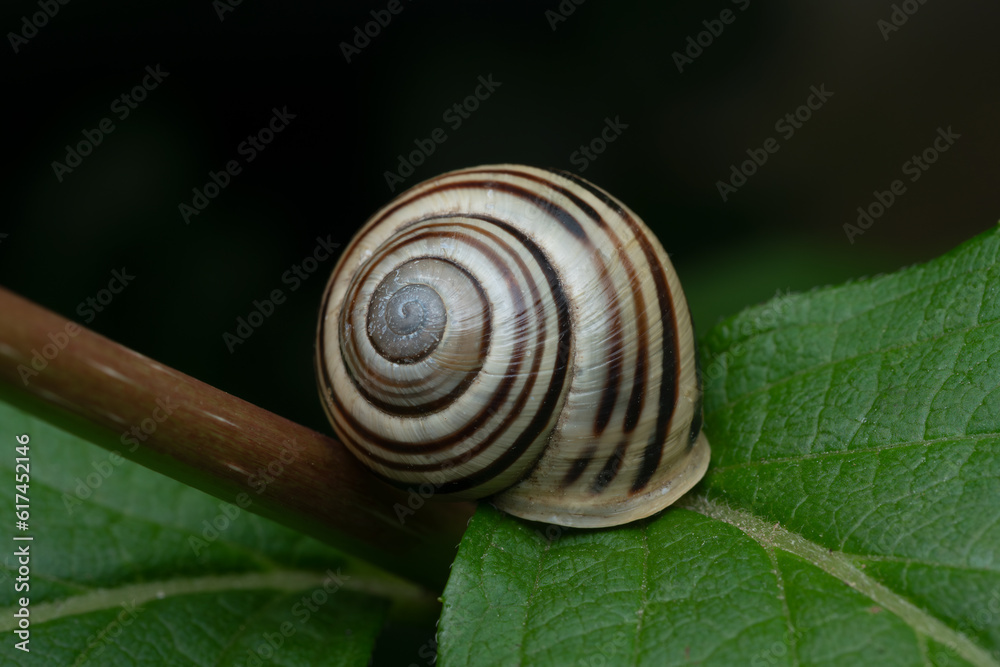 color shot of a snail shell on a green leaf color shot of a snail shell on a green leaf