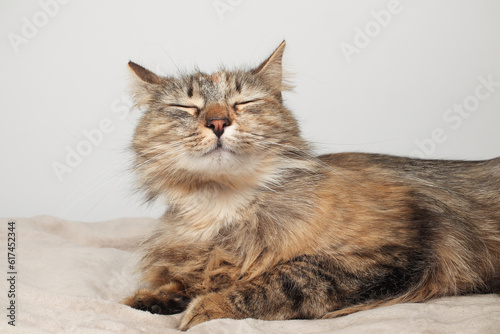 A beautiful brown cat is lying, long fur on a white background. Green eyes. Fluffy paws. Sleeping on a blanket