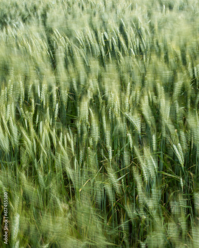 wheat field in summer time