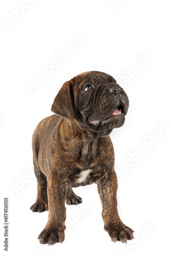 Fototapeta Naklejka Na Ścianę i Meble -  bullmastiff puppy standing