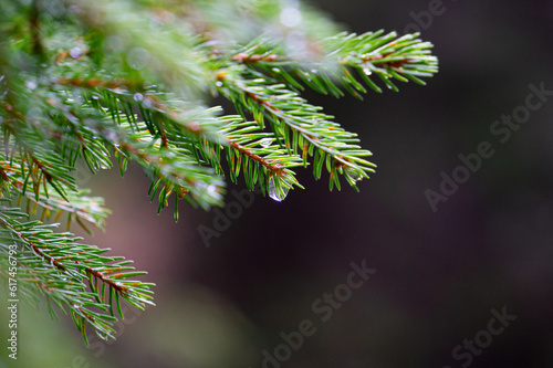 Water drops on pine tree branches. Copy space.