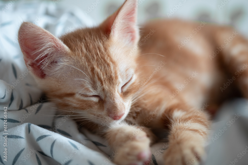 Portrait of little adorable red kitten sleeping.