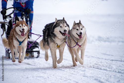 Sled dog scene during a competition