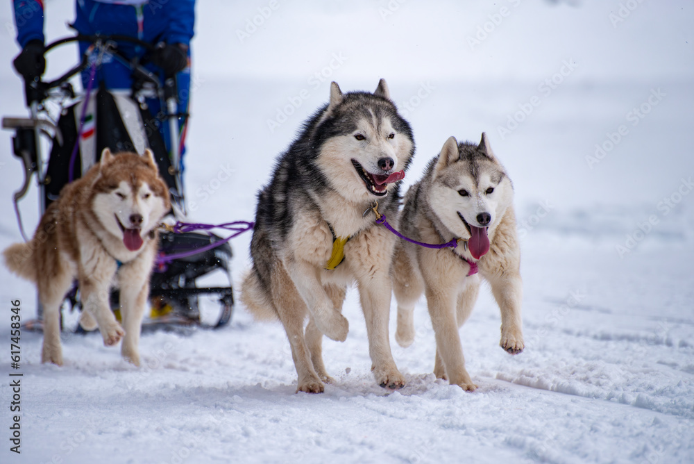 Sled dog scene during a competition