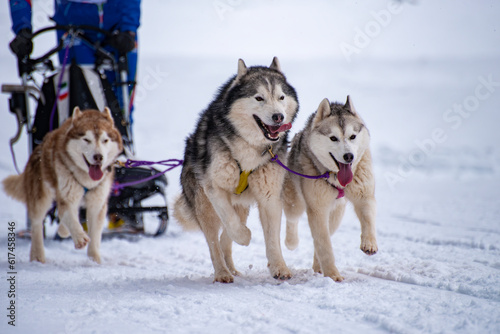 Sled dog scene during a competition