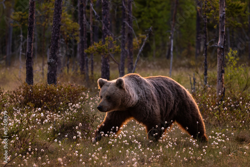 Brown Bear - Ursus arctos large popular mammal in iconic nordic European forest, Finland, Europe