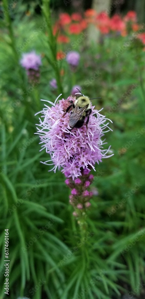 bee on a flower, liatris, blazing star, wildflower, nature bee on a flower, liatris, blazing star, wildflower, nature