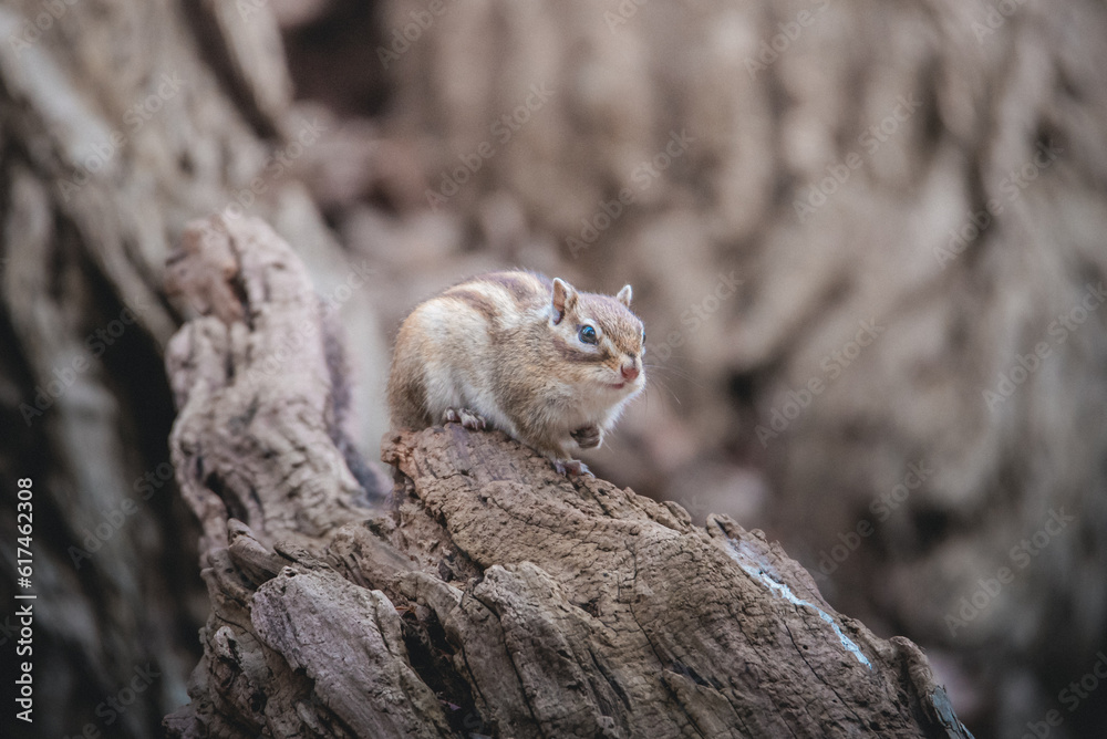 portrait of a squirrel portrait of a squirrel