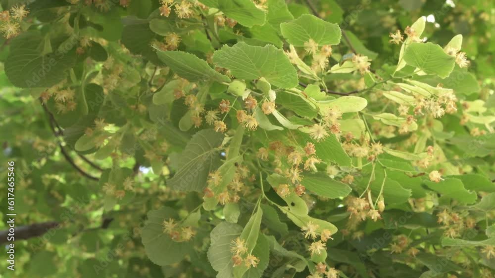 beautiful blossom Linden tree background. close up beautiful blossom Linden tree background. close up