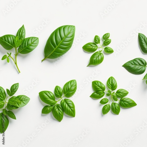 Mediterranean herbs: fresh basil. set of six isolated leaves, twigs and tips over a transparent background, subtle natural shadows, top view / flat lay See Less