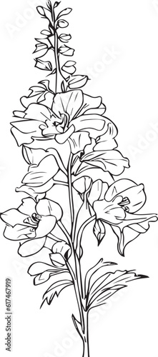 larkspur July flower tattoo, July birth flower tattoo, black July birth flower larkspur tattoo, scientific larkspur botanical illustration, printable flowers, delphinium coloring sheet. vector art