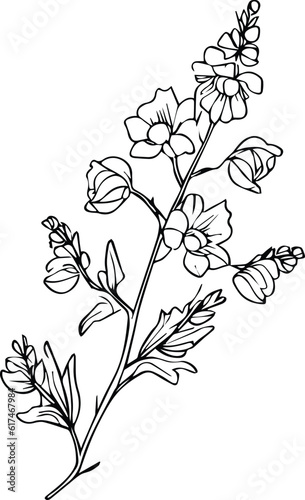 Delphinium flower line art, flower coloring pages for adult, pretty flower coloring pages, hand drawn larkspur flower, botanical delphinium black and white illustration, linework lite blue larkspur