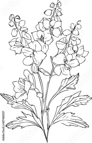 larkspur July flower tattoo, July birth flower tattoo, black July birth flower larkspur tattoo, scientific larkspur botanical illustration, printable flowers, delphinium coloring sheet. vector art