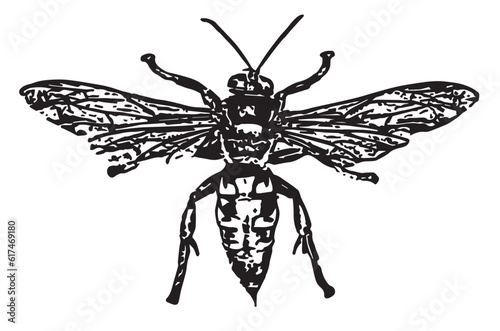 illustration of a wasp © Agum