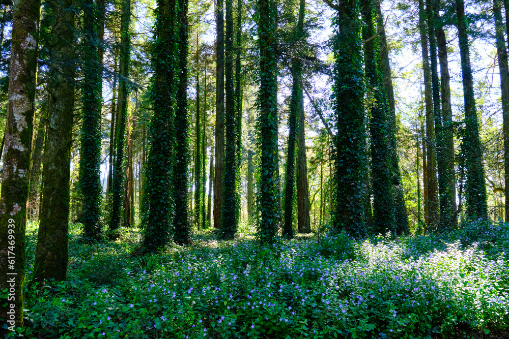 Obraz premium Forêt Sintra Portugal