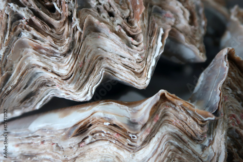 Austernschale - oyster shell photo