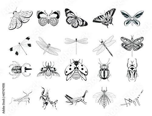 Set Vector Cartoon Entomology Insects Character isolated illustration