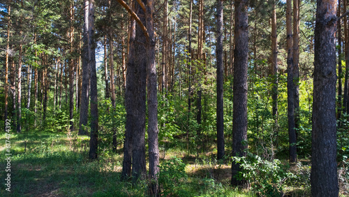 Fototapeta Naklejka Na Ścianę i Meble -  View of the pinery on a sunny day
