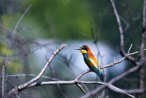bee-eater, any of about 25 species of brightly colored birds of the family Meropidea. bird resting on a tree branch.