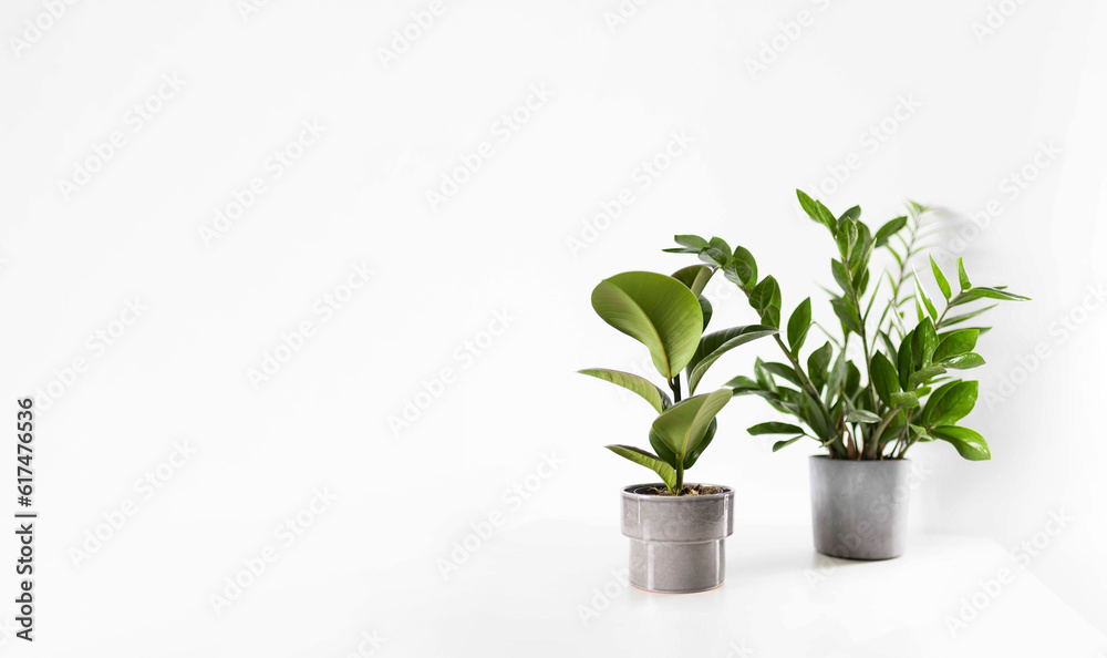 Zamioculcas and ficus home plant green leaves on white background with