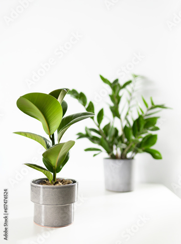 Zamioculcas and ficus home plant green leaves on white background with copy space. Tropical, botanical concept. Minimalism and house plant. 