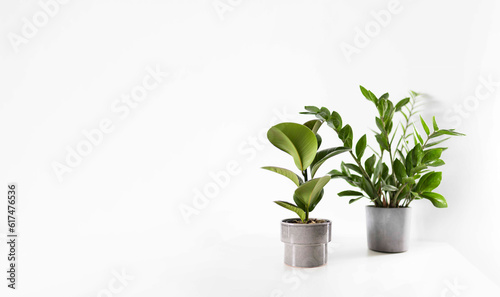 Zamioculcas and ficus home plant green leaves on white background with copy space. Tropical, botanical concept. Minimalism and house plant.