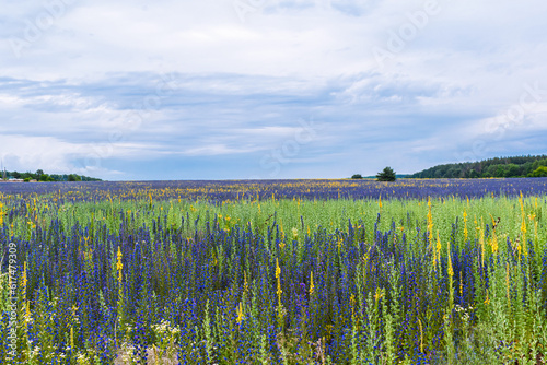 field of flowers