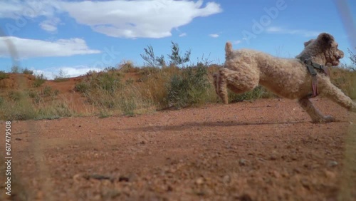 Dog runs after ball in slow motion on dirt road