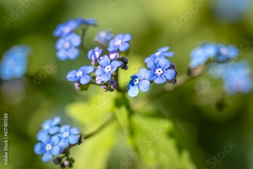 Beautiful blue flowers in the garden in the morning © Z Fiedler