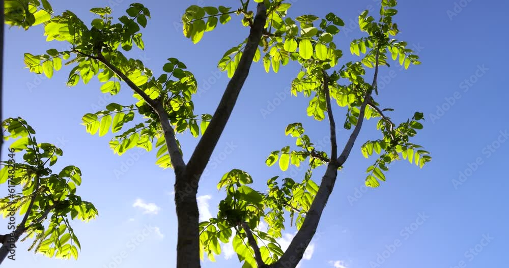 green foliage and walnut flowers during flowering, close-up of a Manchurian walnut with green foliage and flowers in the shape of earrings green foliage and walnut flowers during flowering, close-up of a Manchurian walnut with green foliage and flowers in the shape of earrings