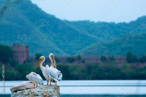 Rosy Pelicans at Mansagar Lake, Jaipur  photo