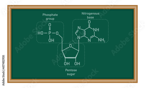 Chemical structure of DNA nucleotide. Three parts of a nucleotide. Phosphate group, pentose sugar and nitrogenous base. Nucleic acids. Chemistry resources for teachers and students.