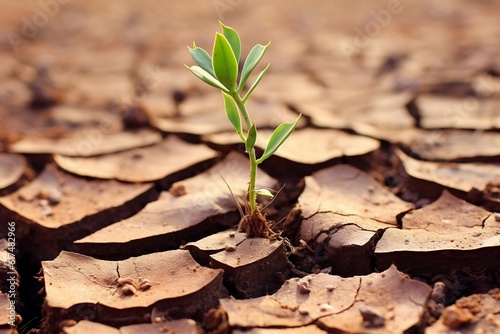 Resilient Plant Thriving in Arid, Cracked Soil. AI photo
