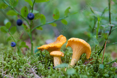 Beautiful landscape in the forest in the morning. Mushrooms in the forest. Edible mushrooms grow on moss. Chanterelle mushroom close-up.