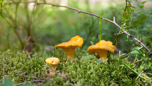 Edible mushrooms. Close up of chanterelle mushrooms in a forest