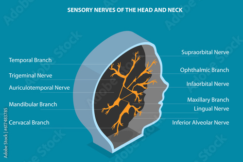 3D Isometric Flat Vector Conceptual Illustration of Sensory Nerves Of The Head And Neck, Educational Medical Diagram photo